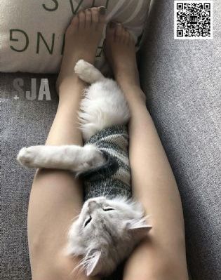 间谍教室第二季_4K免费在线观看